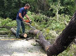 How Our Tree Care Process Works  in  California Polytechnic State University, CA