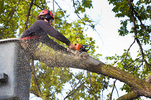 Best Commercial Tree Services  in Lifornia Polytechnic State University, CA